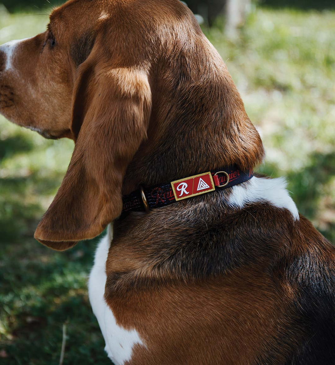 Kennel Dog Collar
